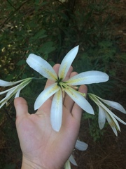 Lilium washingtonianum