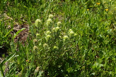 Castilleja parviflora albida