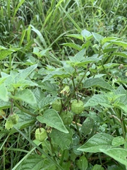 Physalis longifolia