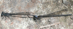 Argia ulmeca