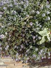 Magnoliopsida