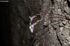 Pinguicula parvifolia