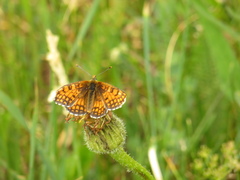 Melitaea varia