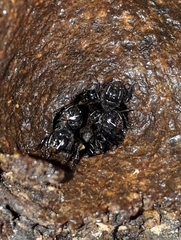 Partamona combinata