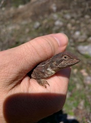 Diporiphora australis