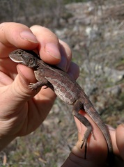 Diporiphora australis