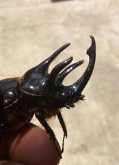 Heterogomphus flohri