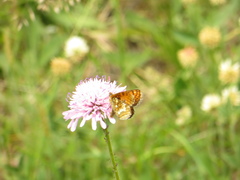 Melitaea varia