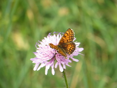 Melitaea varia