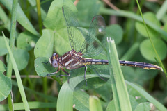 Phanogomphus exilis