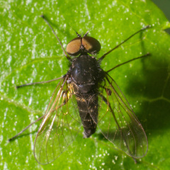 Chrysopilus proximus
