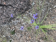 Sisyrinchium montanum montanum