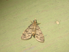 Dolicharthria bruguieralis