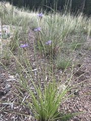 Sisyrinchium montanum montanum