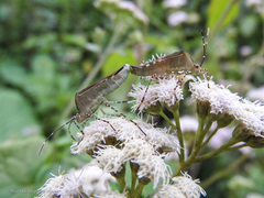 Hypselonotus lineatus