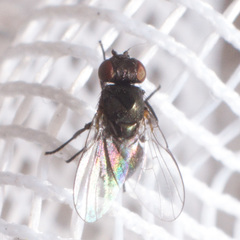 Agromyzinae