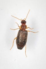 Dromius