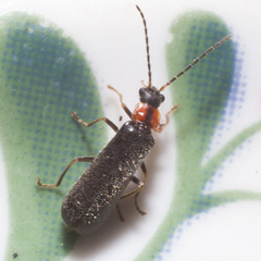 Rhagonycha