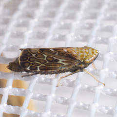 Latalus