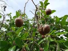 Parinari curatellifolia