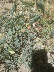 Astragalus oocarpus