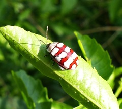 Alagoasa decemguttata