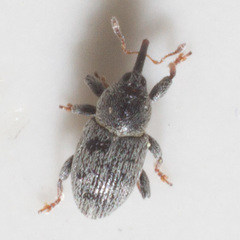 Tychius picirostris