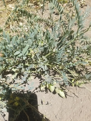 Astragalus oocarpus