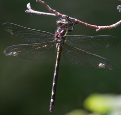 Cordulegaster obliqua