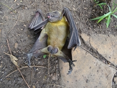 Parinari curatellifolia