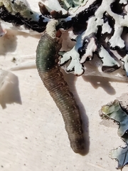 Empria candidata