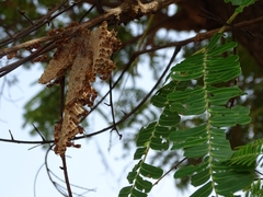 Parinari curatellifolia