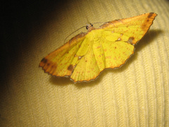 Corymica arnearia