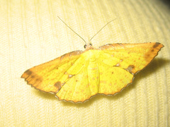 Corymica arnearia