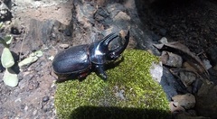 Heterogomphus flohri