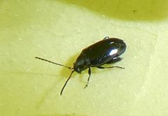 Phyllotreta nigripes