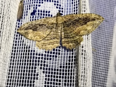 Philereme transversata