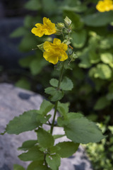 Erythranthe decora