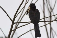 Lophoceros fasciatus