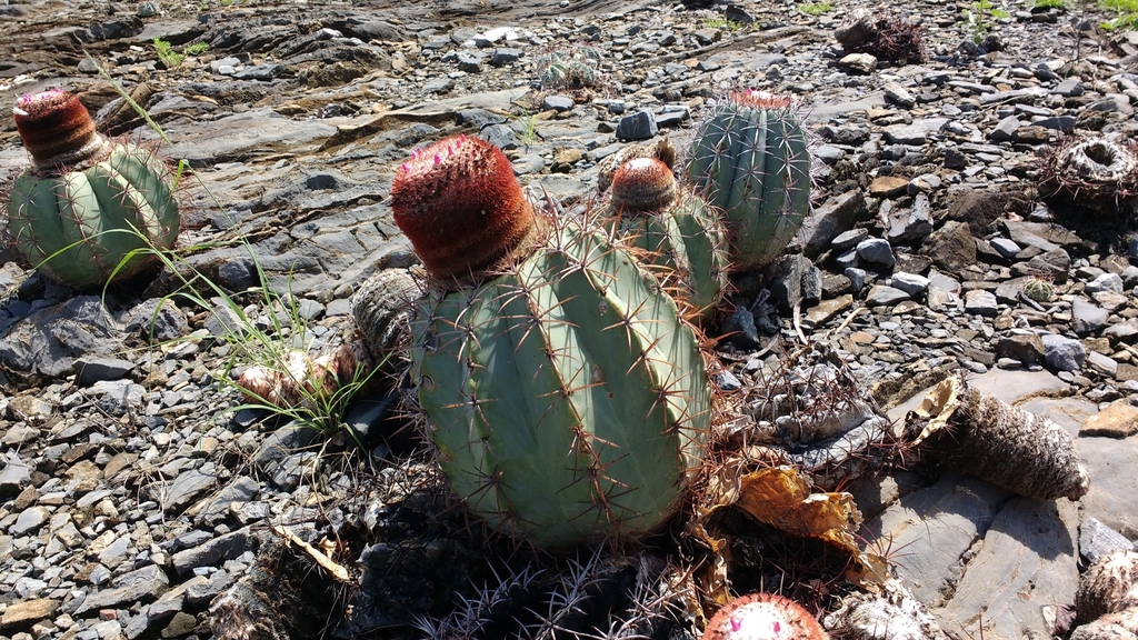Turk's Cap Cactus