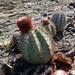 Turk's Cap Cactus - Photo (c) hoshiine, some rights reserved (CC BY-NC)