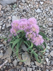 Allium platycaule
