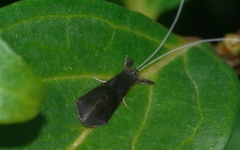 Mystacides niger