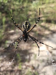 Argiope florida