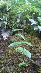 Veronica urticifolia