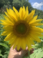 Helianthus mollis