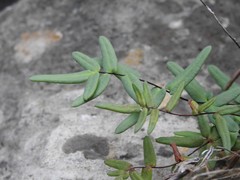 Pellaea glabella