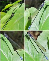 Argia ulmeca