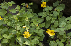 Erythranthe decora
