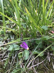 Primula pauciflora pauciflora
